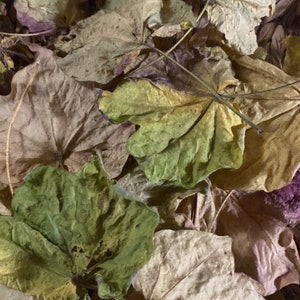 Op de afbeelding: Een mand gevuld met gedroogde bladeren in verschillende tinten bruin, groen en paars. De bladeren zijn in een willekeurig patroon gerangschikt, wat een natuurlijke en rustieke uitstraling cre&euml;ert.