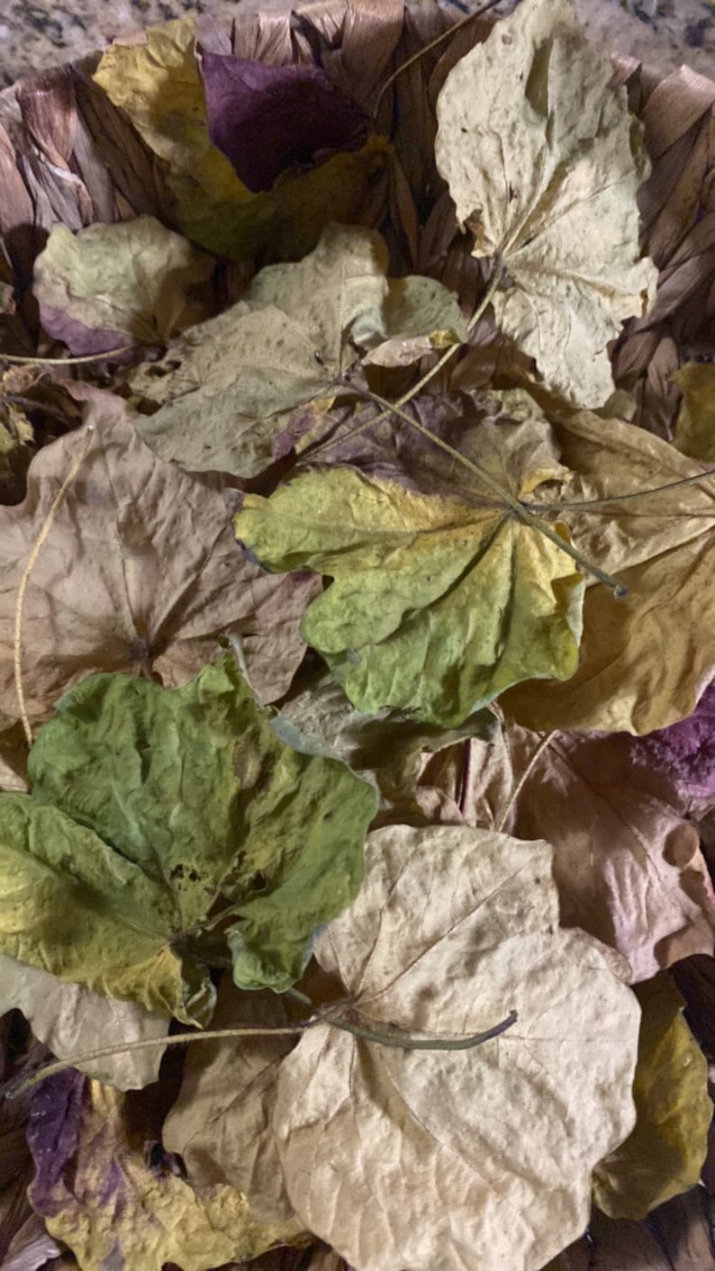 Op de afbeelding: Een mand gevuld met gedroogde bladeren in verschillende tinten bruin, groen en paars. De bladeren zijn in een willekeurig patroon gerangschikt, wat een natuurlijke en rustieke uitstraling cre&euml;ert.
