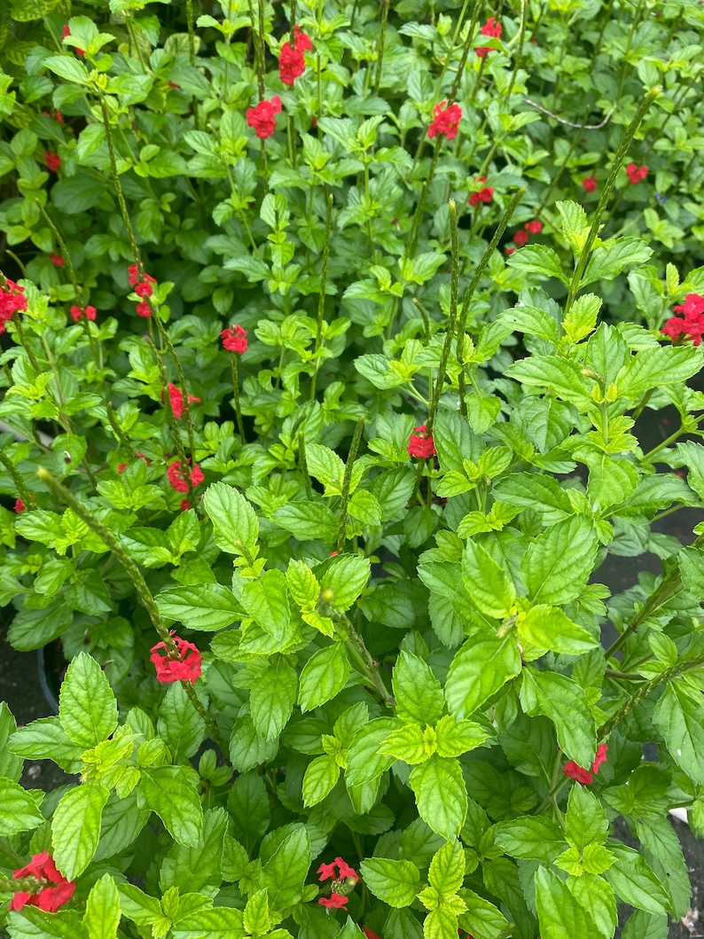 Jala-jala - Attraction Plant Cuttings /spiritual Cleansing Herbs, Fresh ...