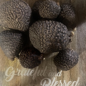 Air Potato -Ñame Volador -Ewe Eybesi Nauclea Latifolia Spiritual Offering for Prosperity