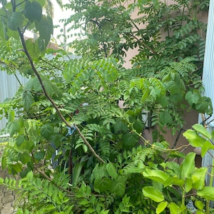 May include: A lush, green garden scene featuring a variety of plants and foliage. The image showcases different leaf shapes and textures, with a mix of light and dark green hues. The plants are growing against a beige wall.