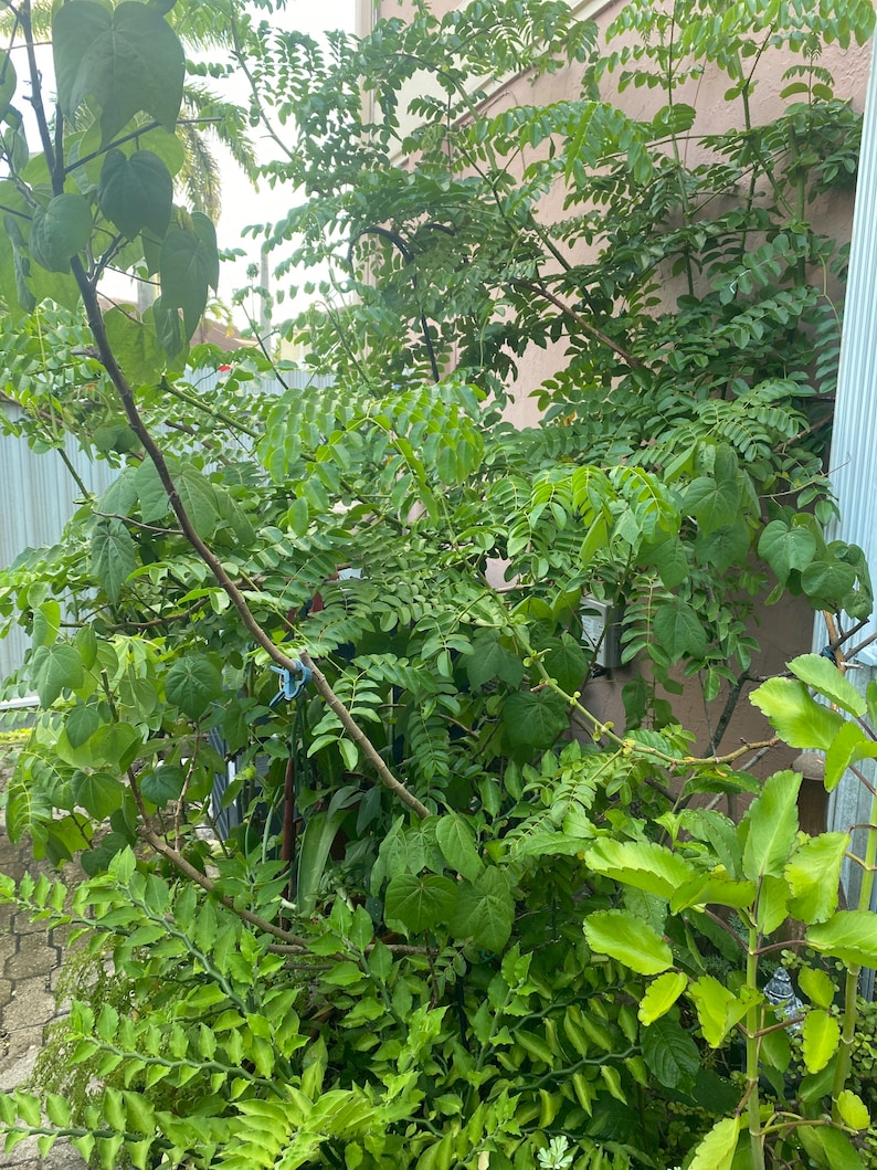 May include: A lush, green garden scene featuring a variety of plants and foliage. The image showcases different leaf shapes and textures, with a mix of light and dark green hues. The plants are growing against a beige wall.