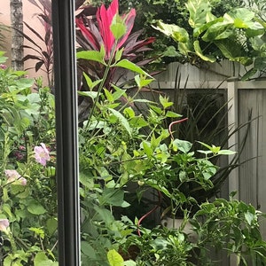 Op de afbeelding: Een uitzicht op een weelderige tuin door een raam. De tuin heeft een verscheidenheid aan planten, waaronder een plant met rode bladeren, een plant met groene bladeren en een plant met witte bloemen. De planten groeien in een pot en worden omringd door een wit hek.