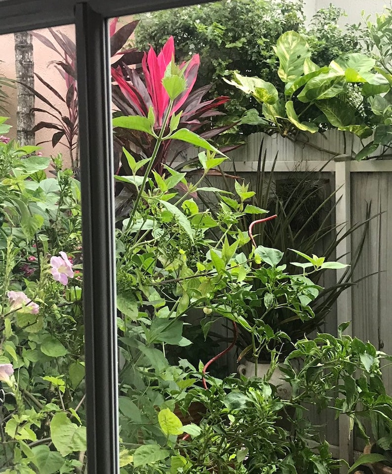Op de afbeelding: Een uitzicht op een weelderige tuin door een raam. De tuin heeft een verscheidenheid aan planten, waaronder een plant met rode bladeren, een plant met groene bladeren en een plant met witte bloemen. De planten groeien in een pot en worden omringd door een wit hek.