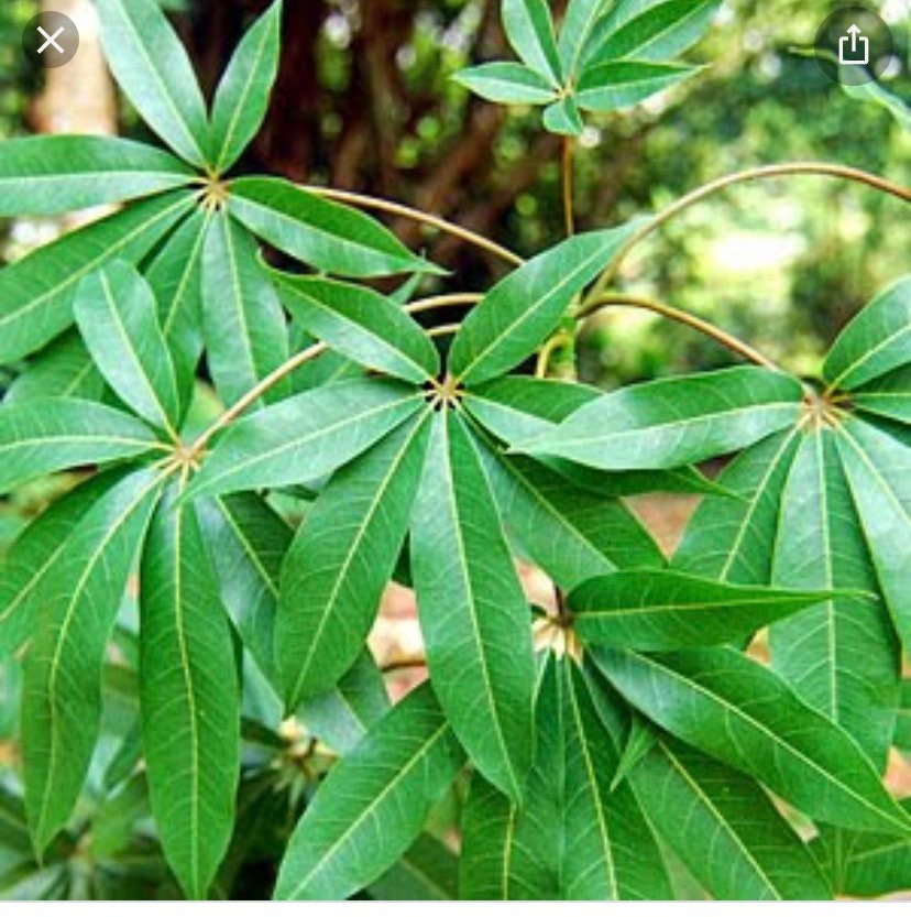 Ceiba - Fresh Cutting Spiritual Cleaning Leafs - Etsy
