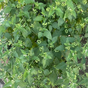 May include: A close-up of a plant with green leaves and small, round, green berries. The plant has small white flowers. The leaves are a deep green color, and the berries are clustered together. The plant appears to be growing outdoors.