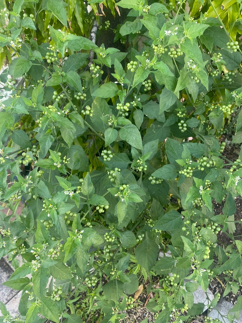 May include: A close-up of a plant with green leaves and small, round, green berries. The plant has small white flowers. The leaves are a deep green color, and the berries are clustered together. The plant appears to be growing outdoors.