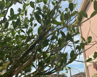 16+ Yo Puedo Mas Que Tu Planta