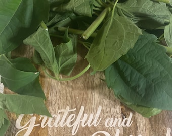 Rompe Saraguey - Spell Breaker Herb Fresh Cuttings & Dried Preserved Cuttings Spiritual Cleansing Herbs