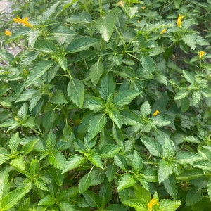 Escoba Amarga bitter Broom Spiritual Cleansing Fresh Cuttings Herb Etsy