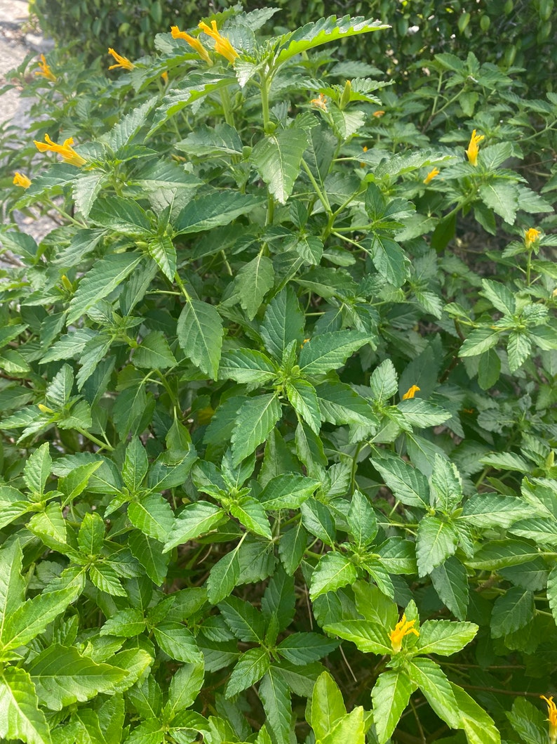 May include: A lush green plant with vibrant yellow flowers. The leaves are a deep green, with a slightly serrated edge. The yellow flowers are small and trumpet-shaped, adding a pop of color to the foliage. The plant appears healthy and well-maintained.