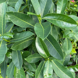 May include: A close-up of a green leafy plant with large, oval-shaped leaves. The leaves have a glossy texture and are arranged in a dense cluster.