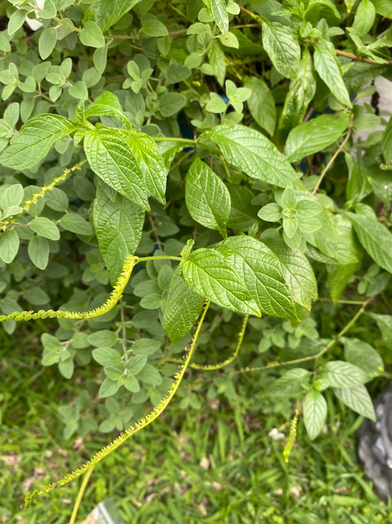 Alacráncillo / Rabo De Alacrán Fresh Cutting, Cleansing Herb image 4