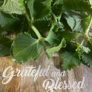 May include: A close-up of green leaves on a wooden surface with the text "Grateful and Blessed" written in white.