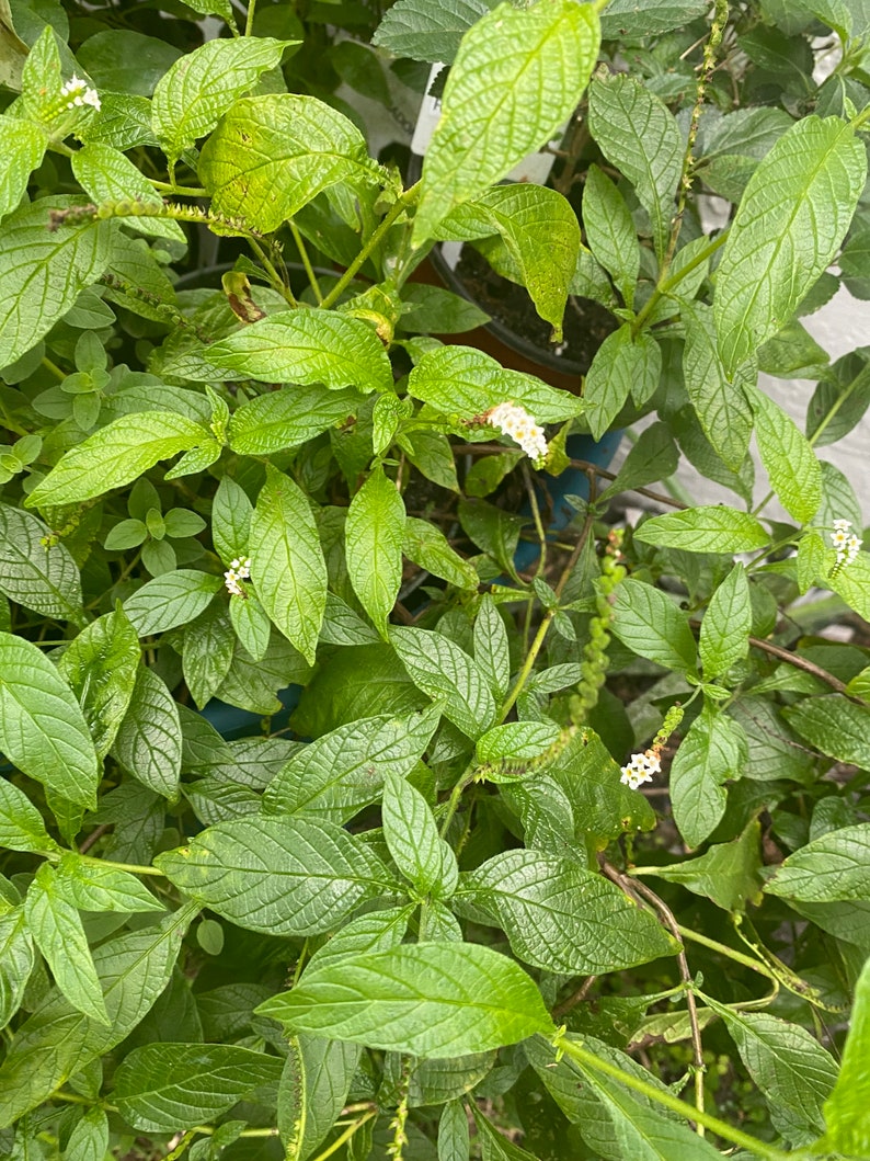 Alacráncillo / Rabo De Alacrán Fresh Cutting, Cleansing Herb image 8