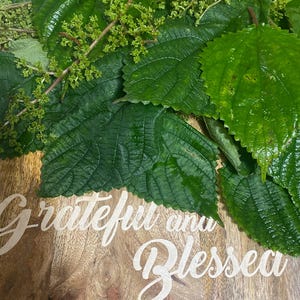 Ortiga  Herb Fresh Cuttings  Spiritual Cleansing Herbs,