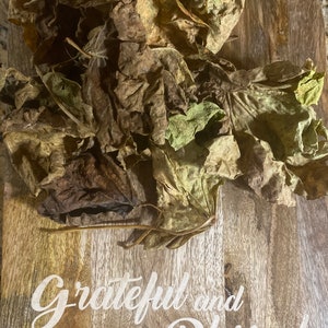 Piñón De Botija Barbadus Nut  Jatropha  Organic Dried - Preserve  Cutting