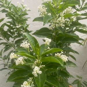 Jala-Jala - Attraction Herb Plant /Spiritual Cleansing Herbs, Fresh Cutting Spiritual Leaf