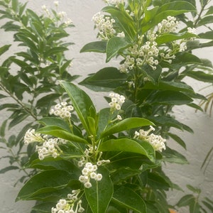 Jala-Jala - Boutures de plantes d'attraction / Herbes nettoyantes spirituelles, Boutures spirituelles fraîches.
