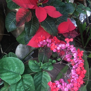 Op de afbeelding: Een close-up van twee soorten bloemen. De eerste is een rode kerstster met donkergroene bladeren. De tweede is een tros van roze en rode bloemen met lange stelen.