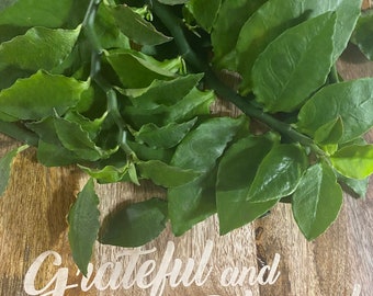 Itamo Real Fresh  Euphorbia Tithymaloides Devils Backbone Cuttings - Spiritual Cleansing Herb