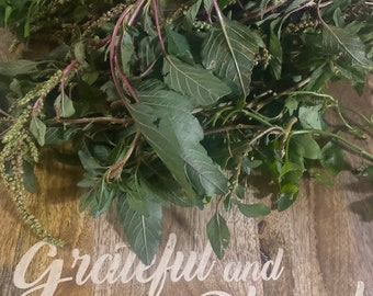 Bledo Blanco - Amaranthus Albus Fresh Cuttings - Spiritual Cleansing