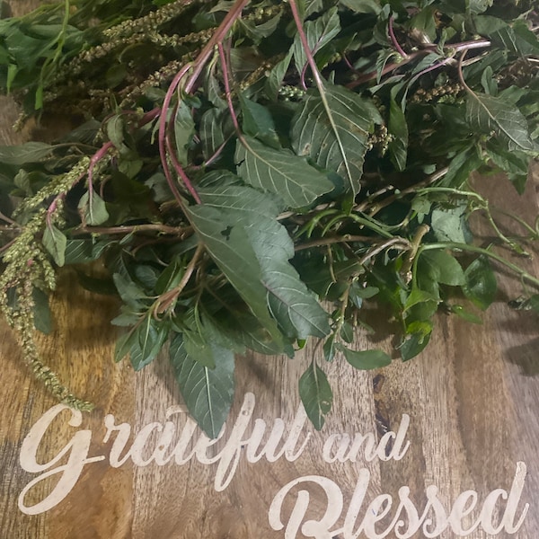 Bledo Blanco - Amaranthus Albus Fresh Cuttings - Spiritual Cleansing