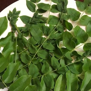 May include: A close-up image of a bunch of green leaves on a white surface. The leaves are arranged in a random pattern and are all of the same type.