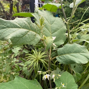 Pendejera -Turkey Berries Thai Pee Eggplant Herbs Plant Cutting Dried Leaft- Preserver Cutting