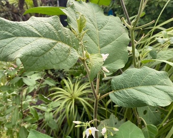 Pendejera -Turkey Berry Thai Pee Eggplant Herbs Plant Cutting Dried Leaft- Preserver Cutting