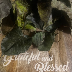 Álamo / Cottonwood Dry - Preserve Cutting Protection Spiritual Cleansing Herb Cuttings Leaf