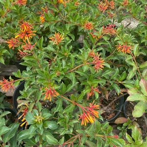 May include: A close-up of a bush with bright orange and red flowers. The bush has green leaves and is in a pot.