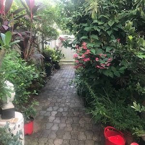 May include: A brick pathway leads through a lush garden, flanked by vibrant green foliage and colorful plants. A red watering can sits on the right. The scene is framed by a white fence and a variety of potted plants.