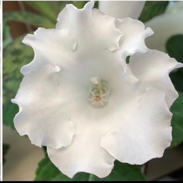 SEED--Empress White X Self, Sinningia speciosa (Florist Gloxinia), 30+ seeds