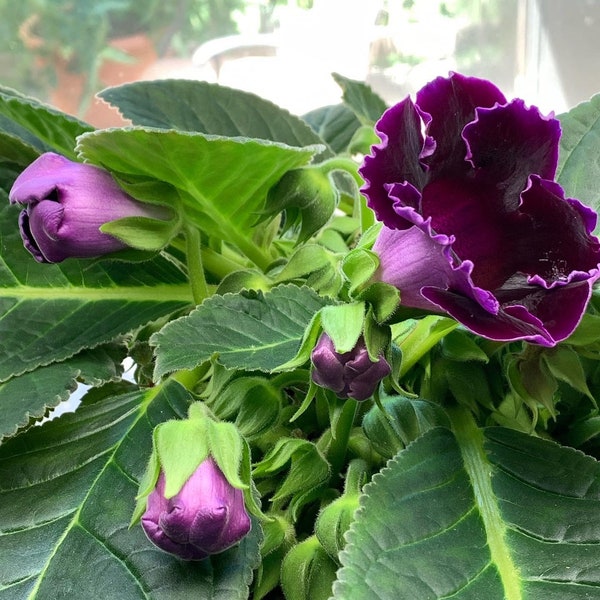 SEED--Deep Purple Single Flower, Sinningia speciosa (Florist Gloxinia), 30+ seeds