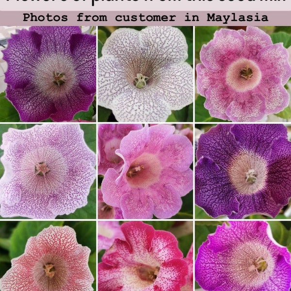 SEED--Rock Loves Jerry x self and other Sinningia speciosa (Florist gloxinia), 30+ seeds