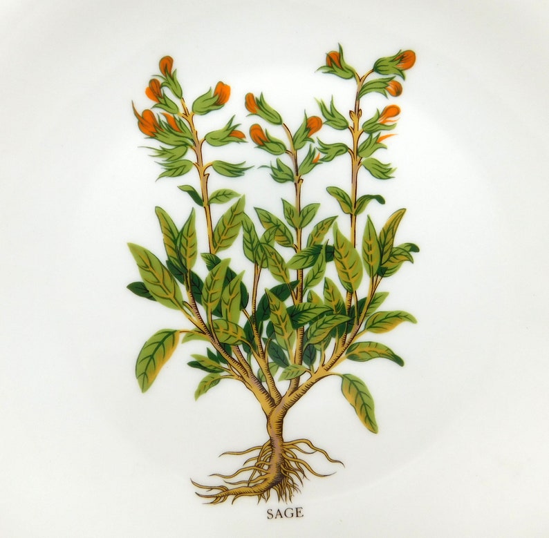 Vintage Berry Haute France Plate CNP Sage Plate Her Garden Spice Organic Image Kitchen Decor Dish Compagnie Nationale de Porcelaine Limoges