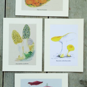 Mushroom Note Cards Pack of 4 Original Artist Sam Norris Watercolor Reproductions Blank