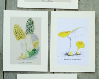 Mushroom Note Cards Pack of 4 Original Artist Sam Norris Watercolor Reproductions Blank