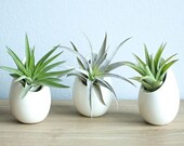 Hanging Air Plant Container - 3 Mini Ivory Ceramic Vases with Air Plants - Fast FREE Shipping - 30 Day Guarantee - Air Plant Holder