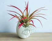Hanging Air Plant Container - Small Ivory Ceramic Vase with Red Abdita Air Plant - Fast FREE Shipping - 30 Day Guarantee - Air Plant Holder