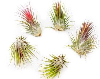 5 Pack - Air Plant - Ionantha Guatemala - Set of 5 - Fast FREE Shipping - 30 Day Guarantee - Air Plants for Sale
