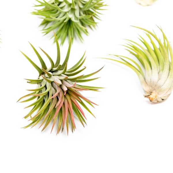 5 Pack - Air Plant - Tillandsia Ionantha Rubra - Set of 5 - Fast FREE Shipping - 30 Day Guarantee - Air Plants for Sale