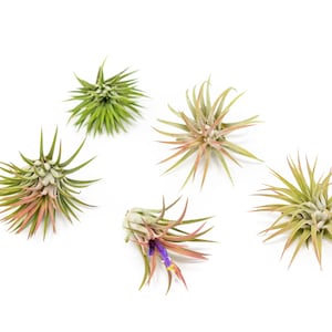 Packs of 25, 50, 75, or 100 - Air Plants Wholesale - Ionantha Mexican - Fast FREE Shipping - 30 Day Guarantee - Air Plants Bulk