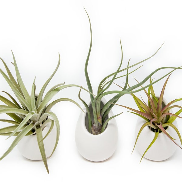 Hanging Air Plant Container - 3 Large Ivory Ceramic Vases with Air Plants - Fast FREE Shipping - 30 Day Guarantee - Air Plant Holder