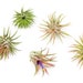 see more listings in the Bulk Air Plants section