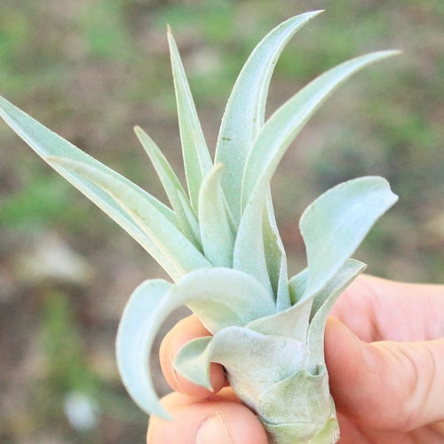5 Pack Air Plant Victoriana Air Plants Set of 5 Fast Etsy