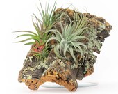 Large Cork Bark with 5 Exotic Air Plants - Fast FREE Shipping - 30 Day Guarantee - Live Air Plant Wall Hanging
