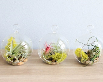 Hanging Air Plant Terrariums - Set of 3 Stunning Glass Terrariums with Five Air Plants - Fast FREE Shipping - 30 Day Guarantee