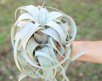 Large Air Plant Etsy